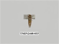 藏品(雙分苔蛾)的圖片